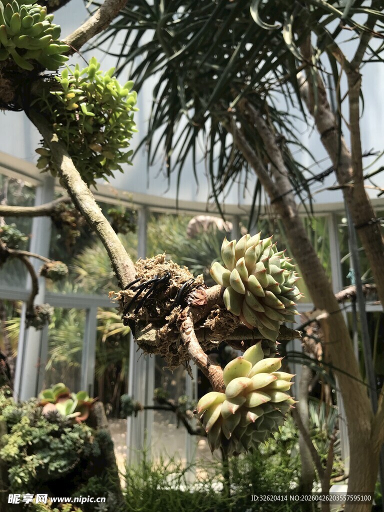 室内绿植景观