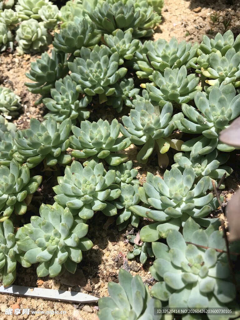 多肉植物的繁茂景观