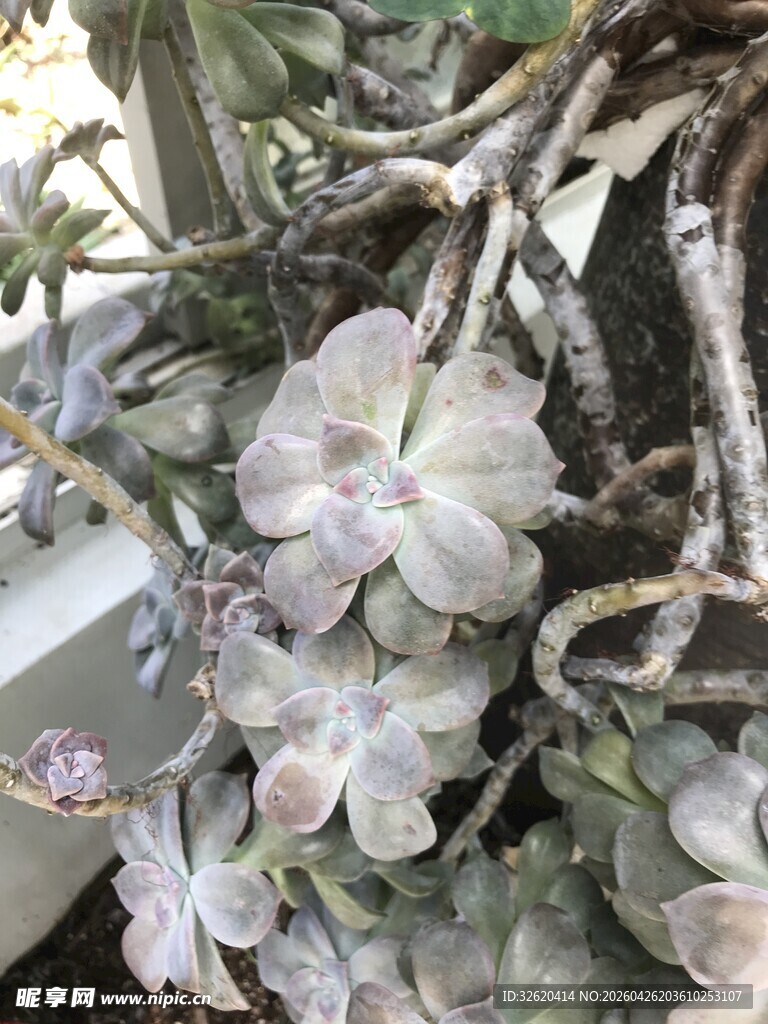 多肉植物绽放美丽花朵
