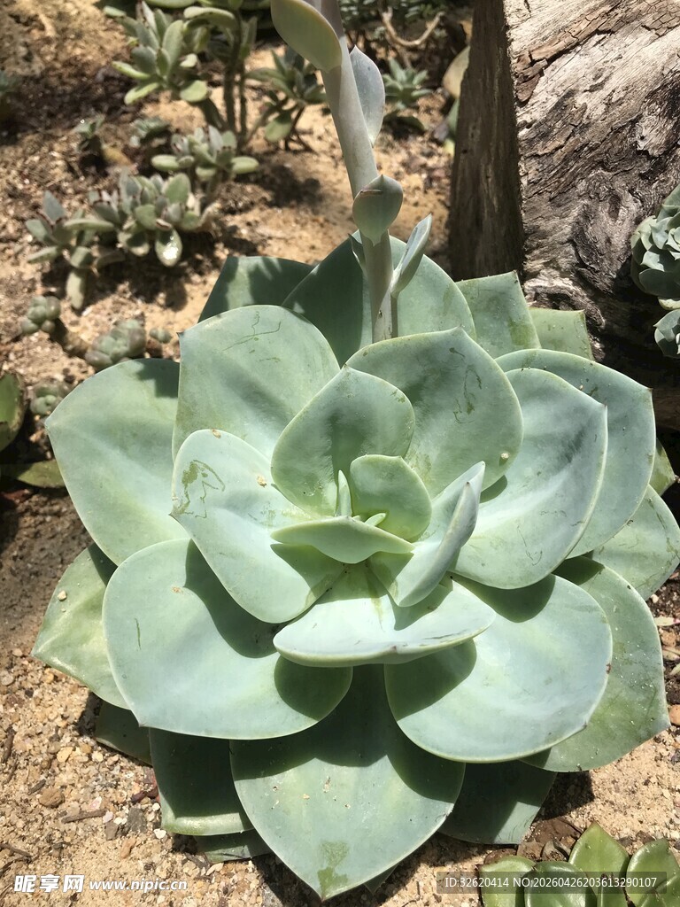 大型玉蝶多肉植物