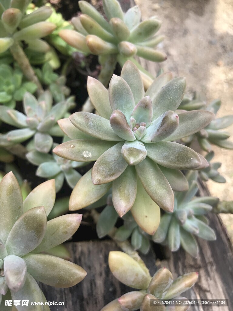 可爱多肉植物