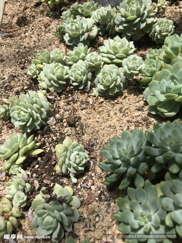 多肉植物盆栽景观