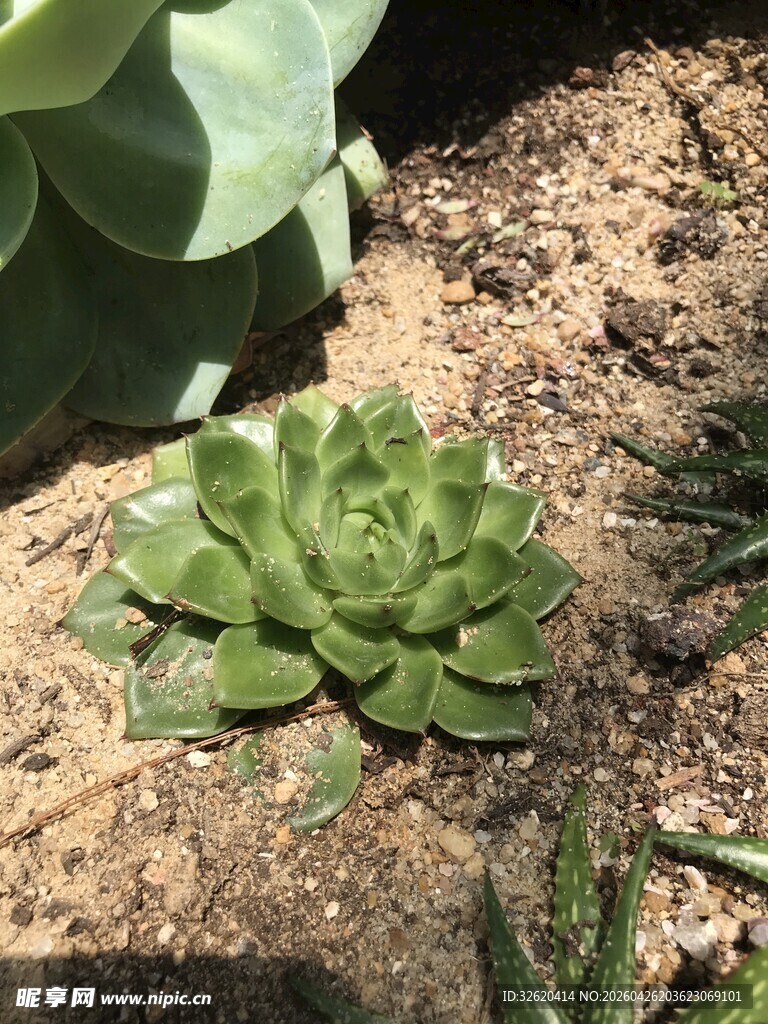翠绿多肉植物生机盎然