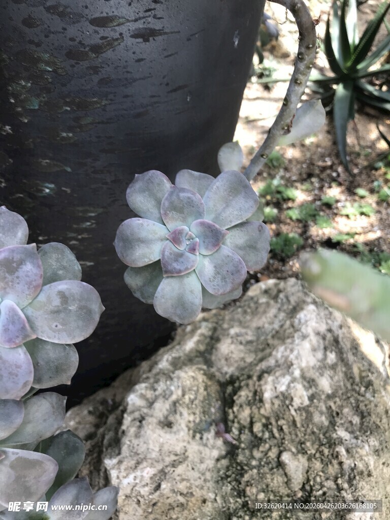 石边多肉植物特写