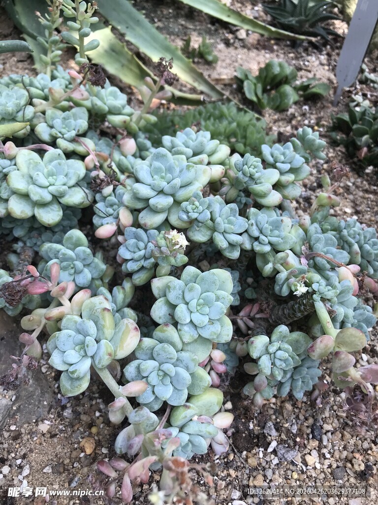 多肉植物群生景观