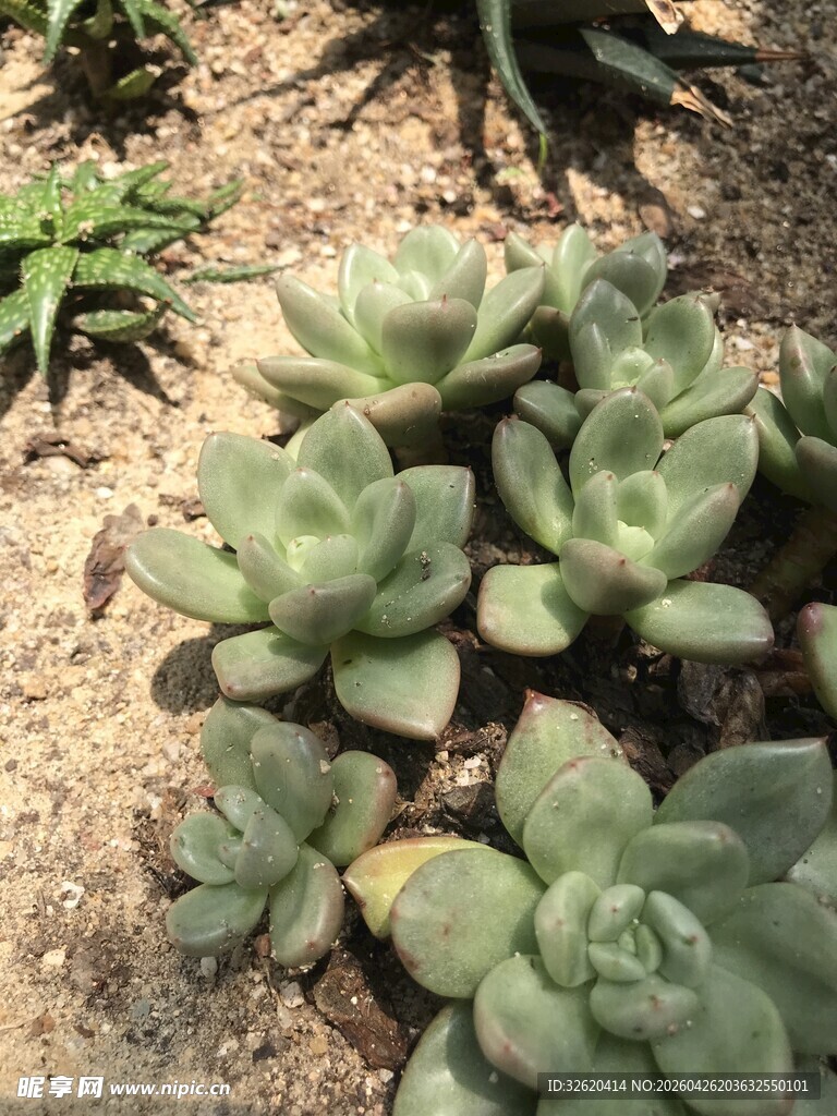 可爱多肉植物生长于沙地