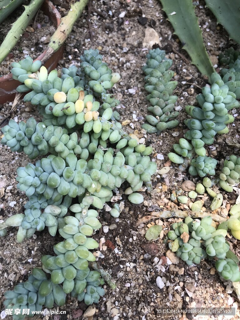 多肉植物