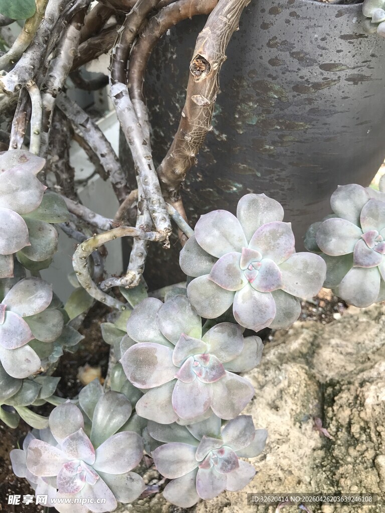 石缝中的多肉植物