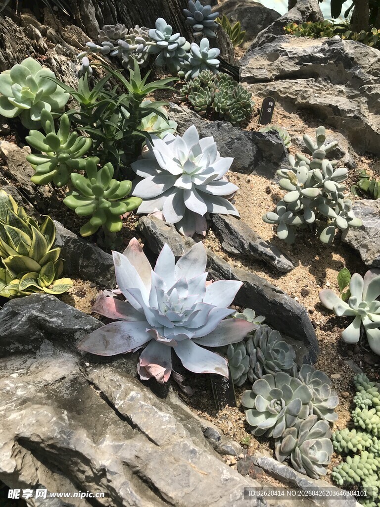 多肉植物景观