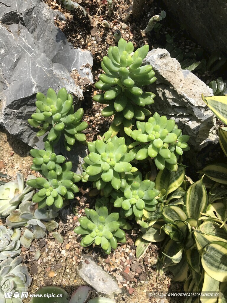 石缝中的翠绿多肉植物