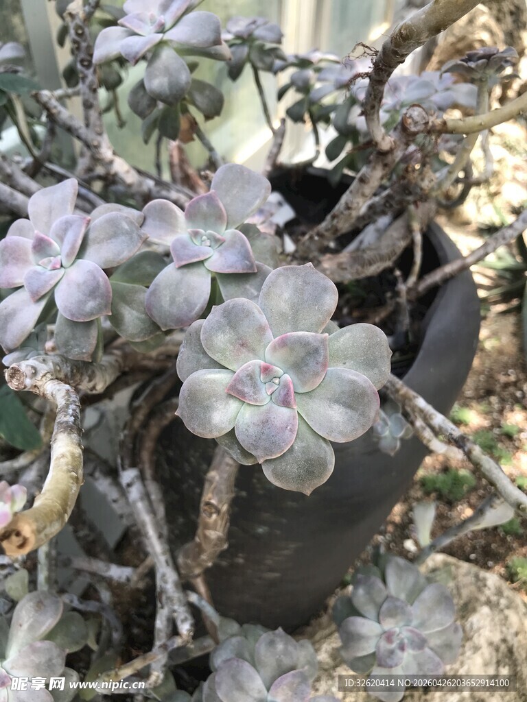 灰紫色多肉植物盆栽