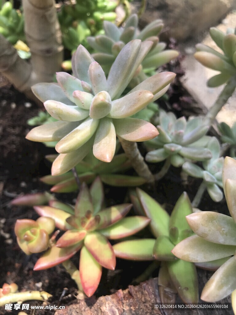 可爱多肉植物盆栽特写