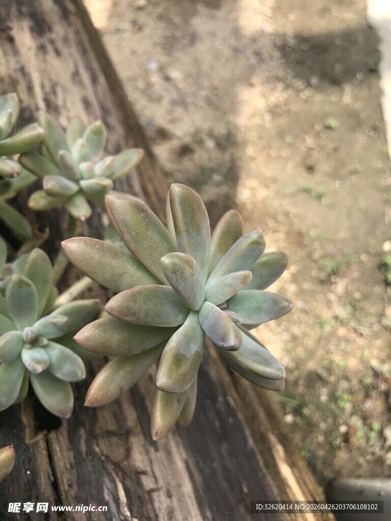多肉植物