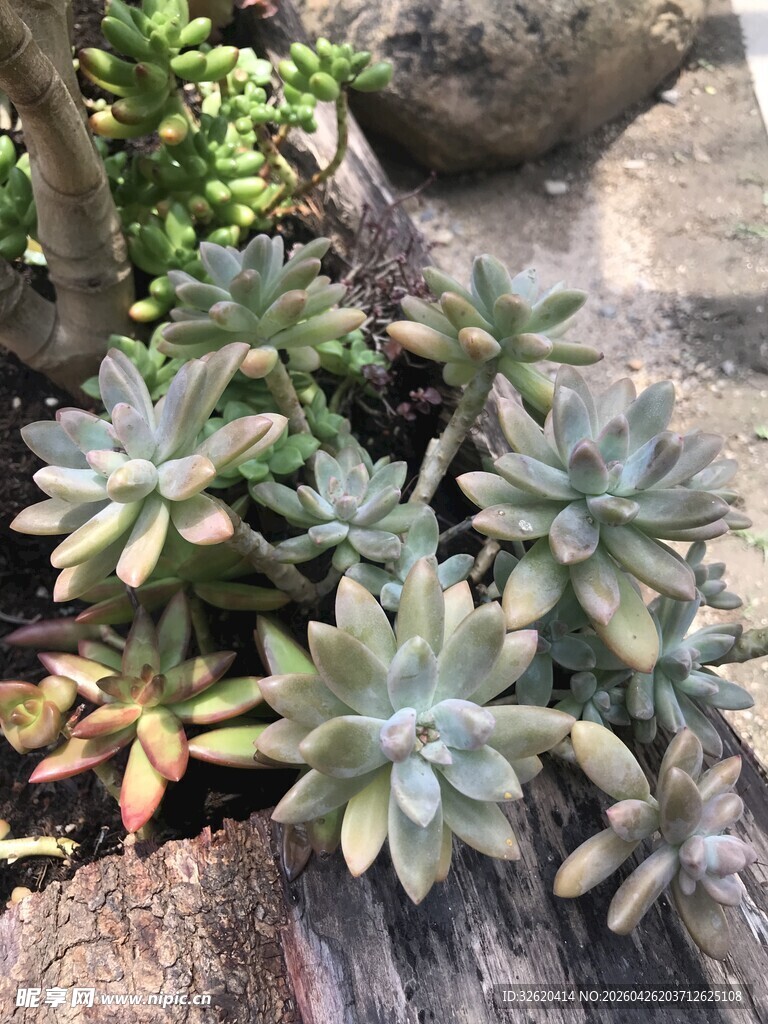 多肉植物于木石间的景致