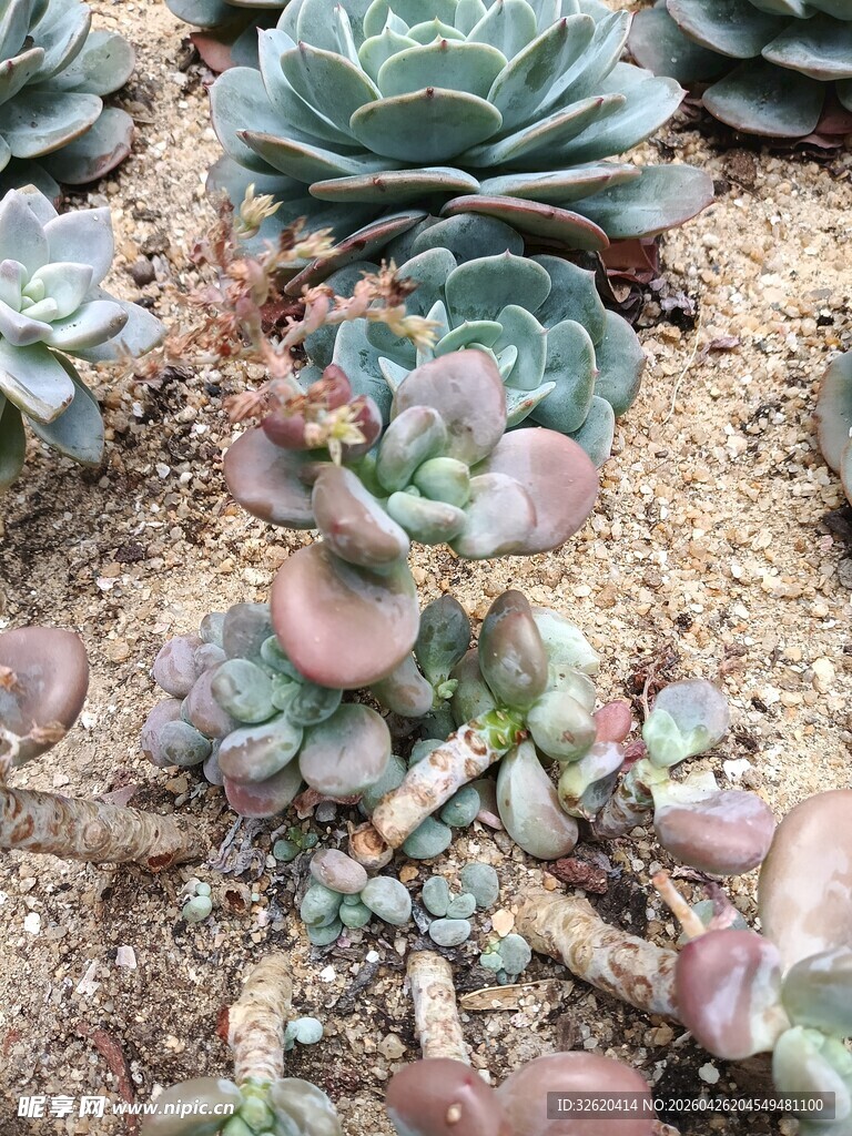 可爱多肉植物生机满满