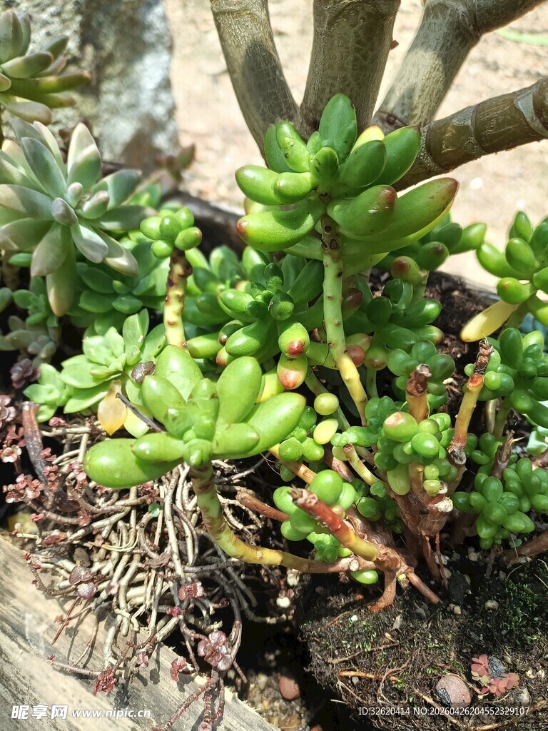 可爱多肉植物展示