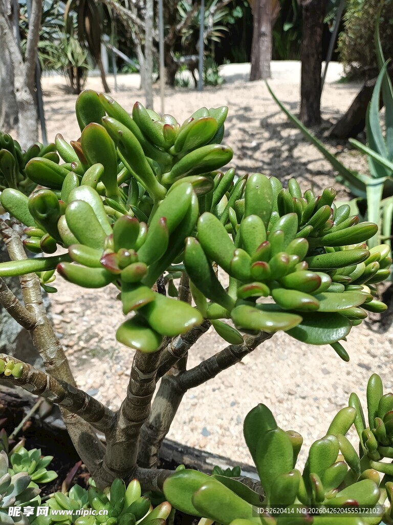翠绿多肉植物盆景