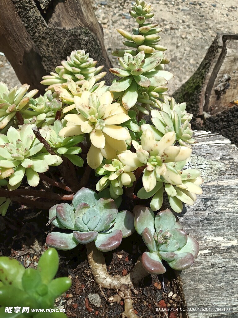 多彩多肉植物生机盎然