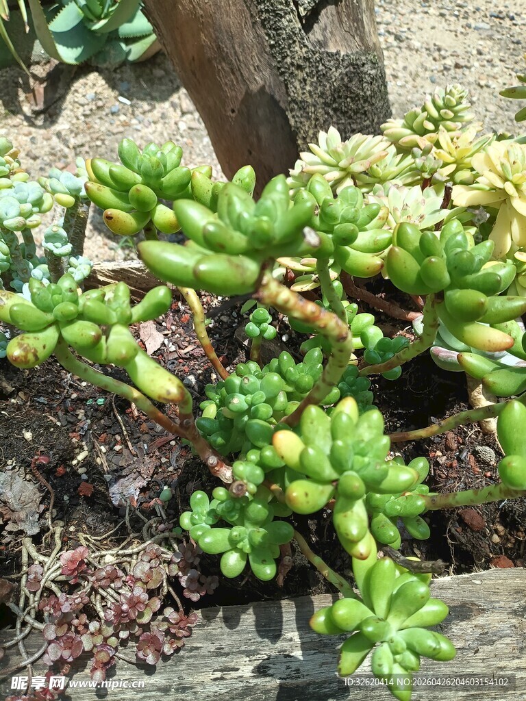可爱多肉植物生机满满