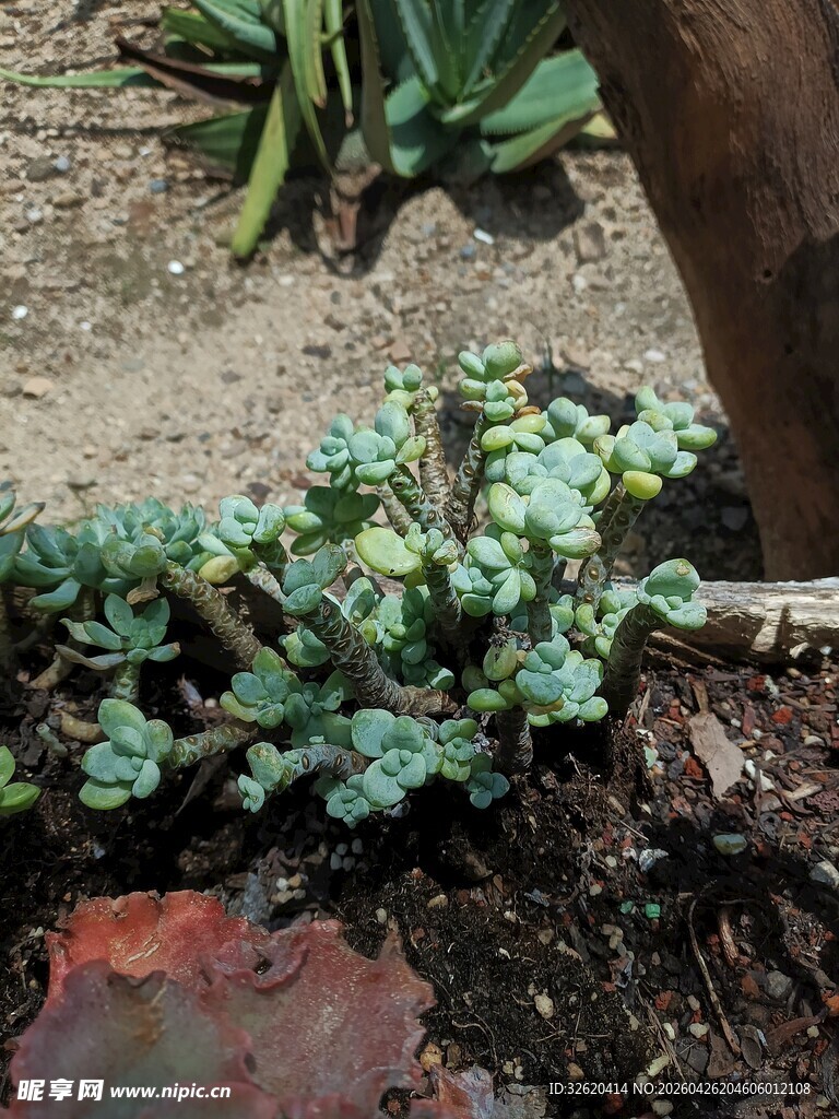 多肉植物