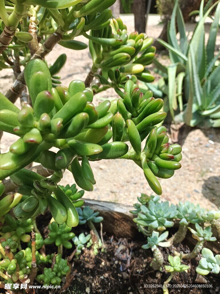 多样多肉植物景观
