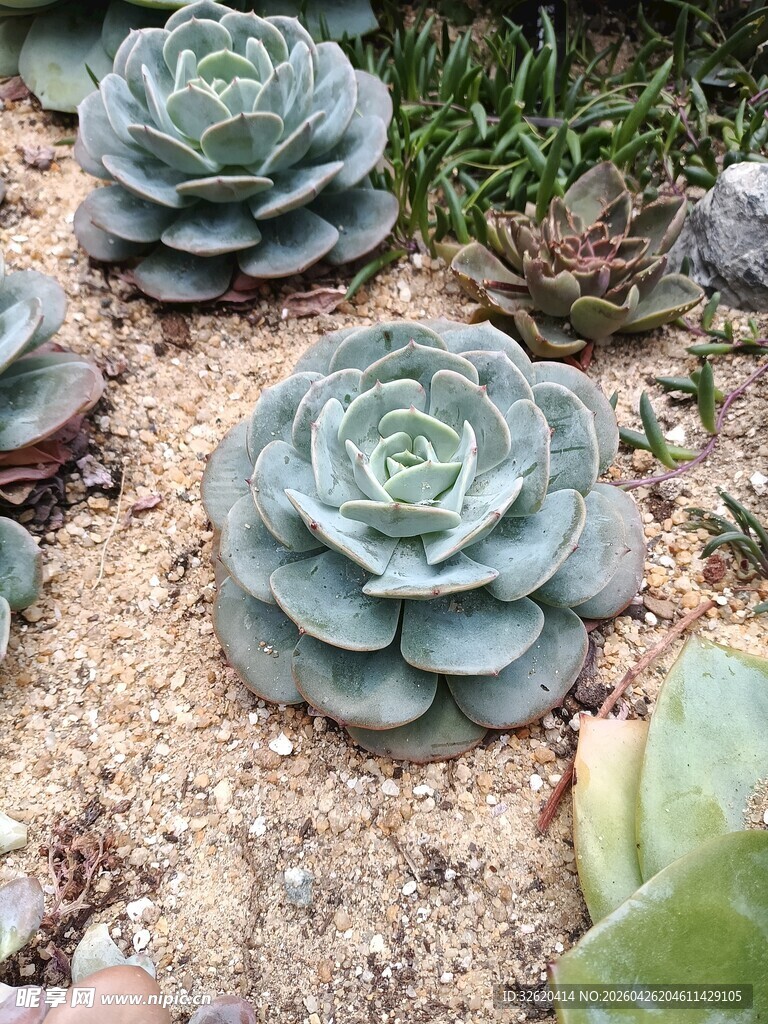 多肉植物