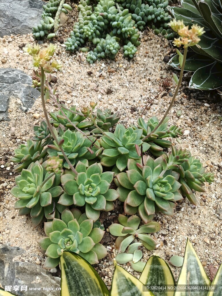 多彩多肉植物生机盎然