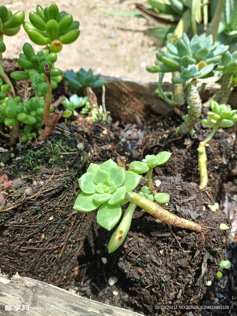 盆栽中的嫩绿多肉植物