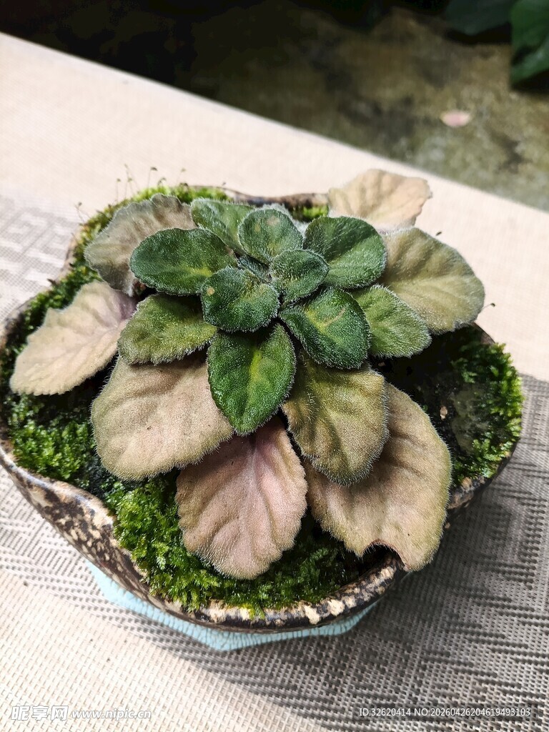 精致盆栽绿植