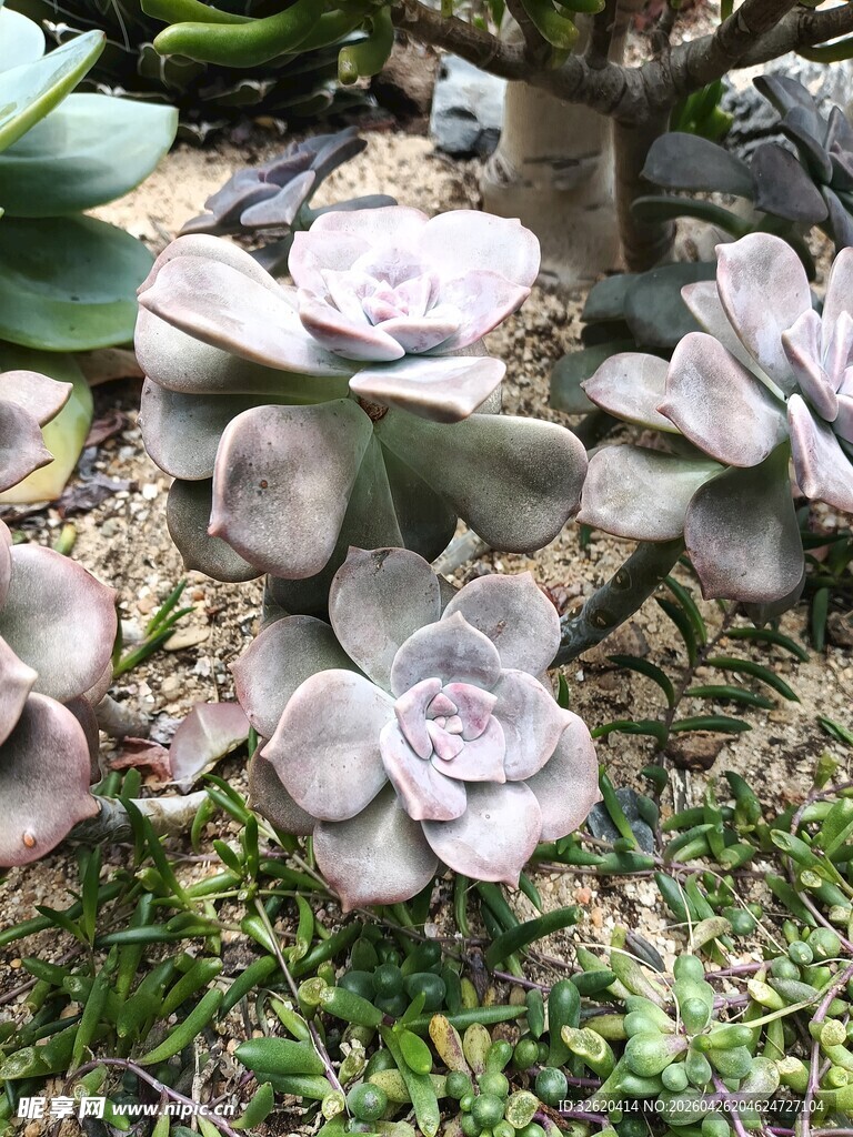 可爱多肉植物生机满满