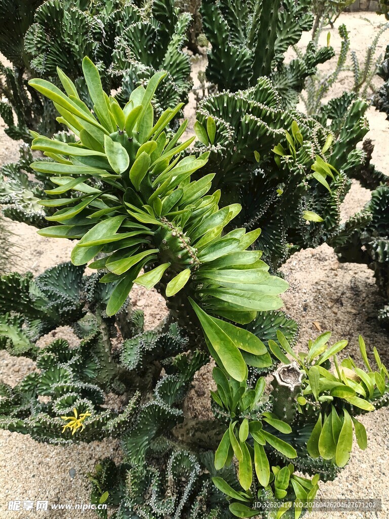 蓬勃生长的多肉植物