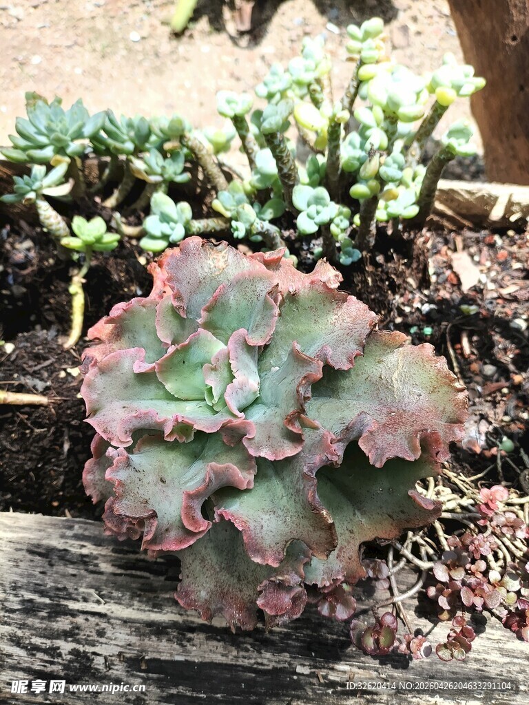 独特多肉植物特写