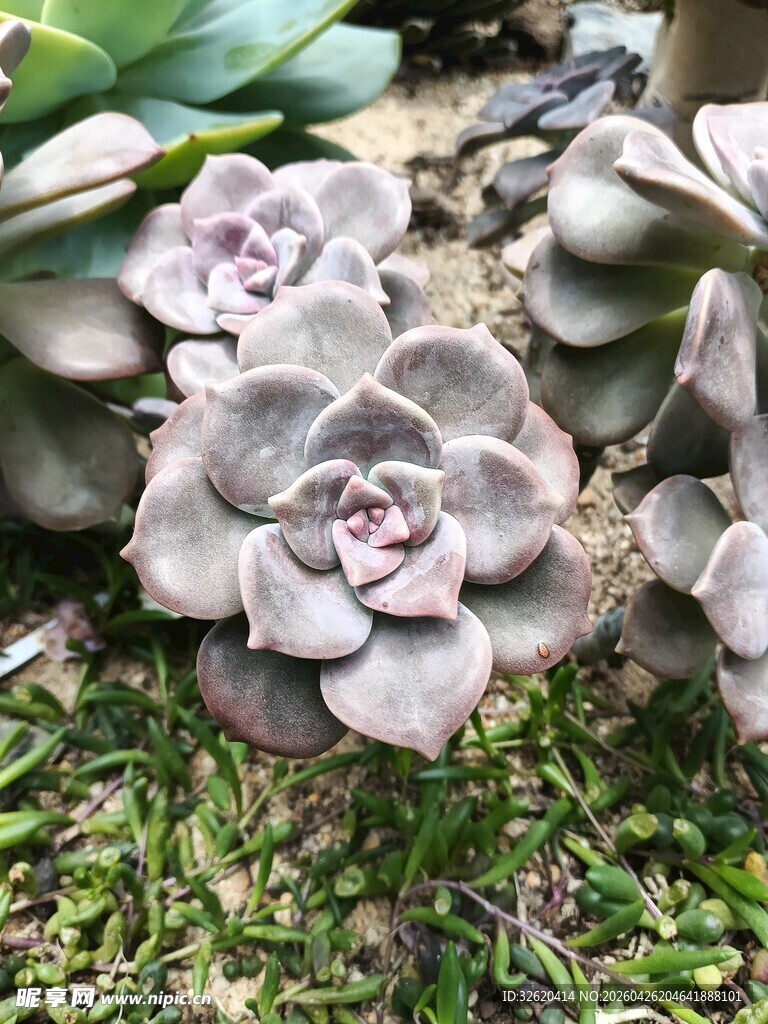 可爱多肉植物特写