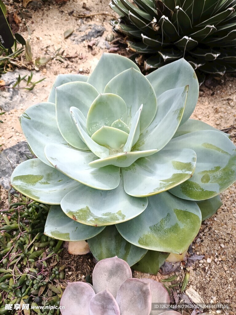 清新多肉植物