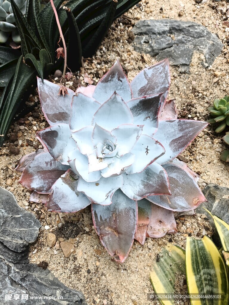 蓝灰色多肉植物