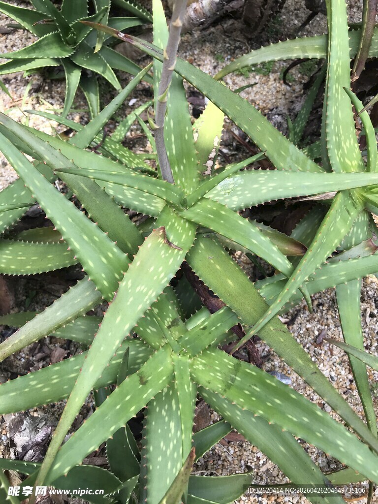 带刺绿叶植物