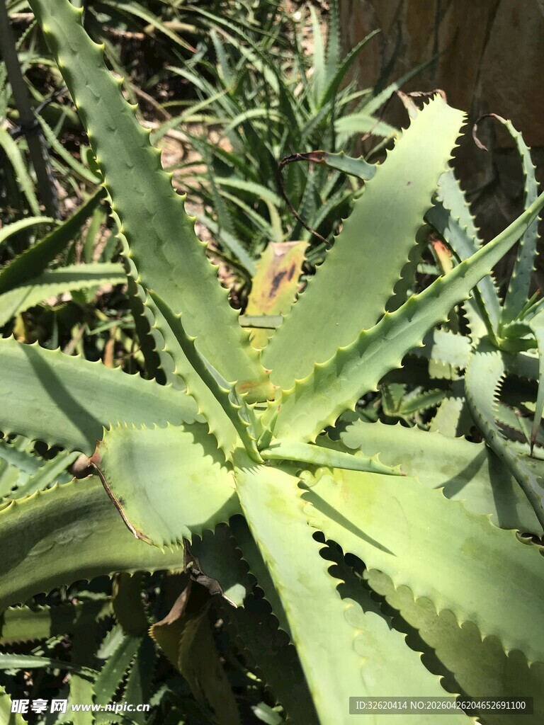 翠绿芦荟
