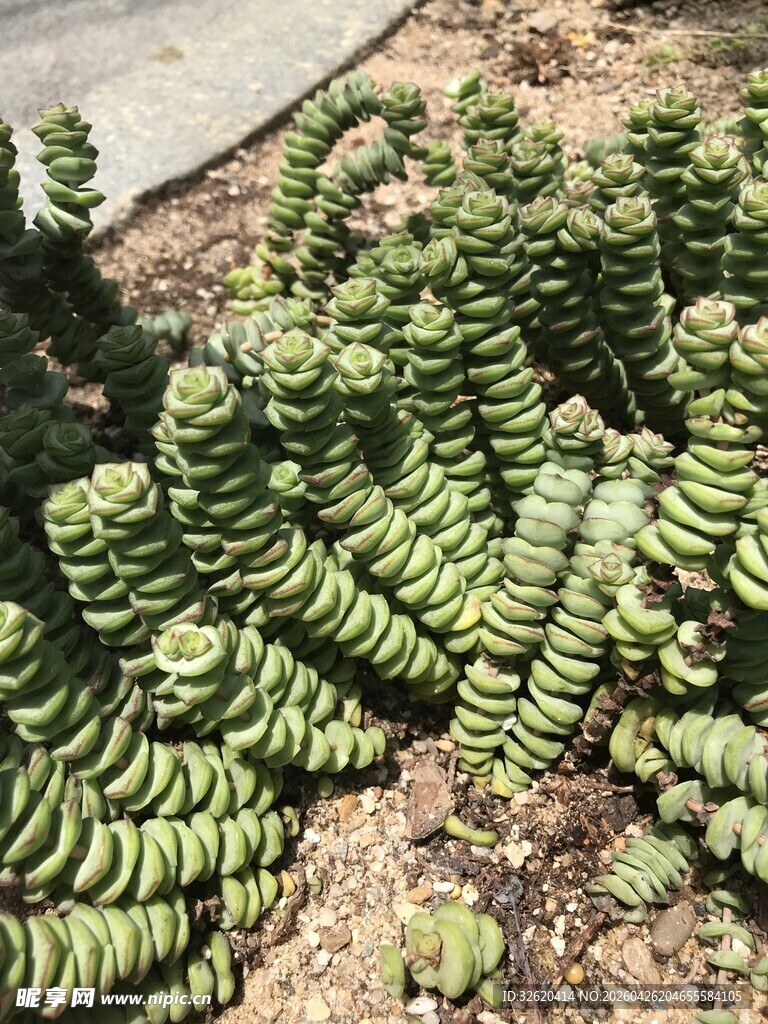 螺旋状多肉植物