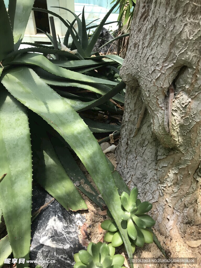 石旁芦荟绿植景象