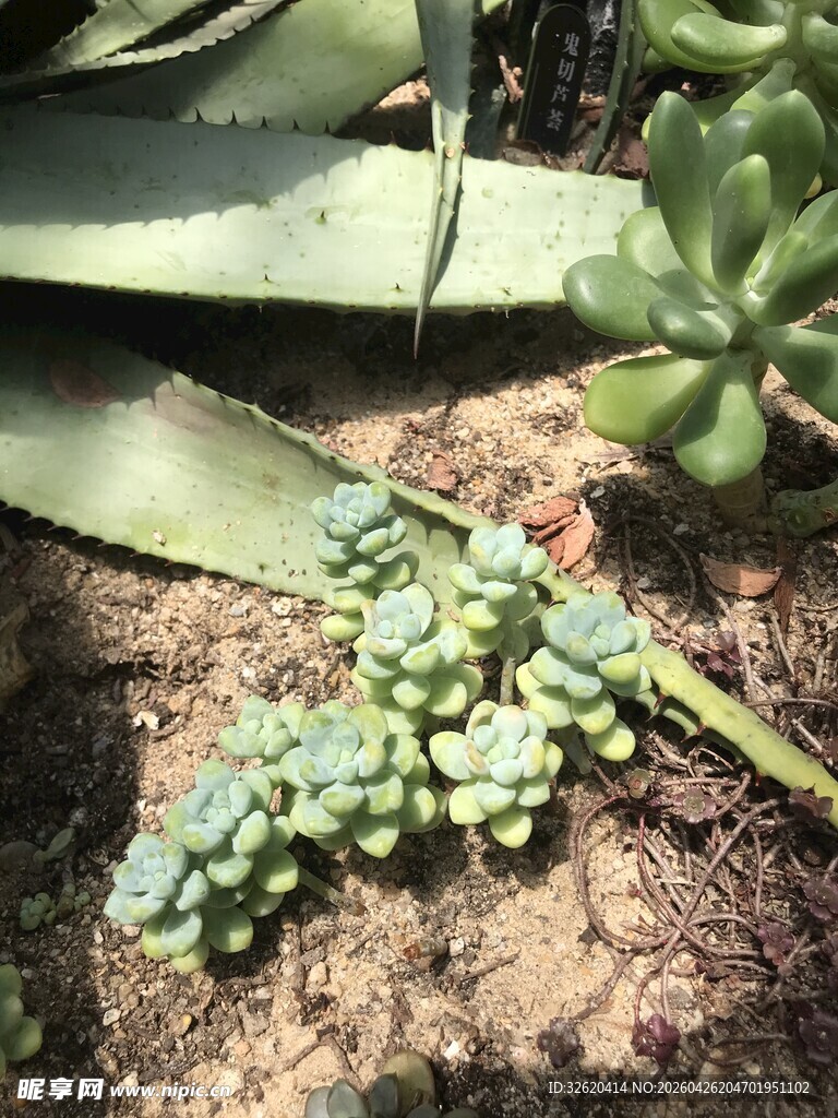 多肉植物