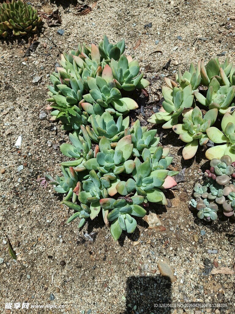 地面上的多肉植物群落