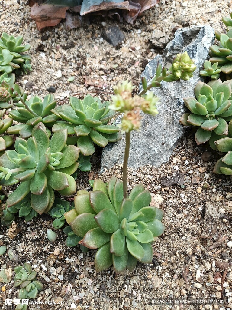 户外生长的多肉植物群