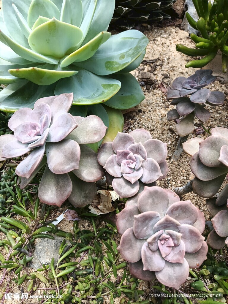 多肉植物群生