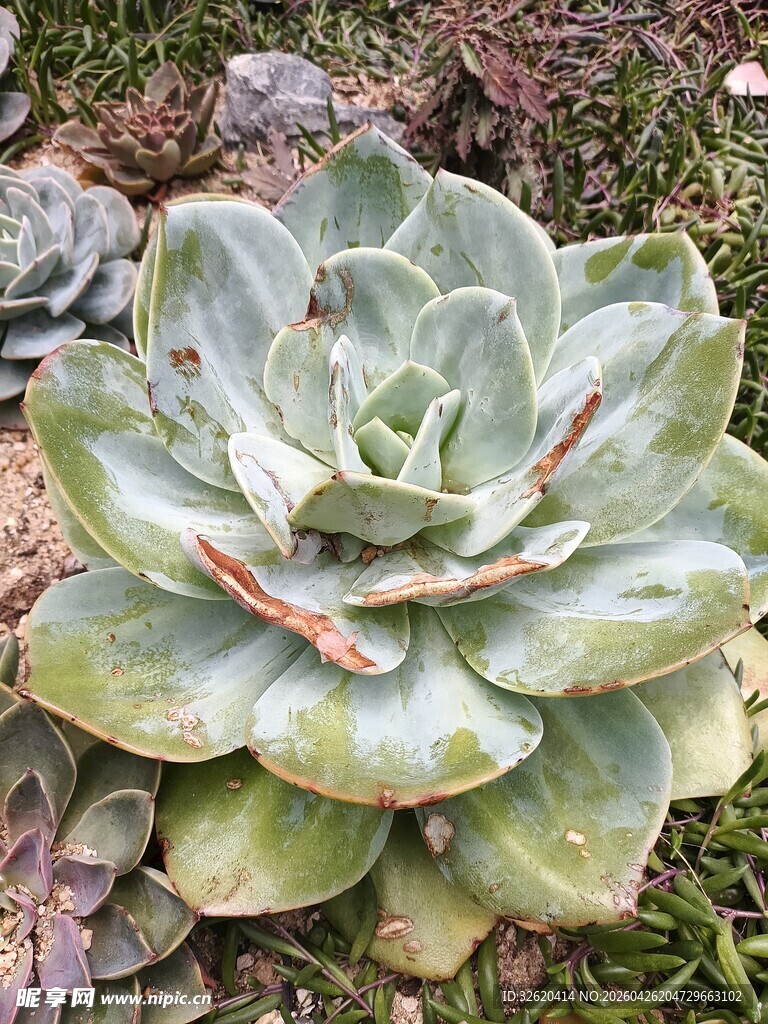 翠绿多肉植物