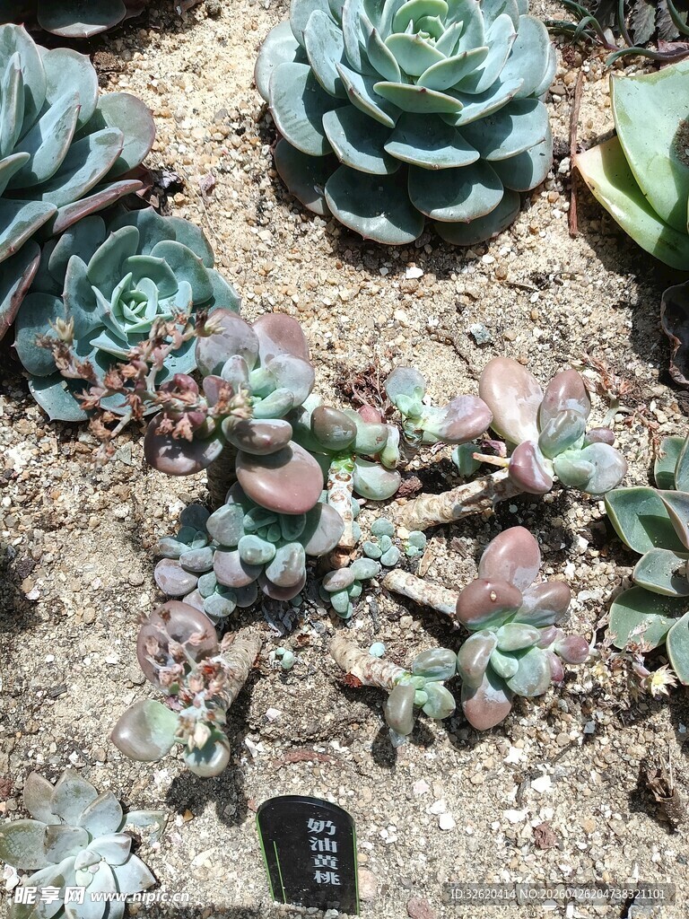 多彩多肉植物的独特姿态