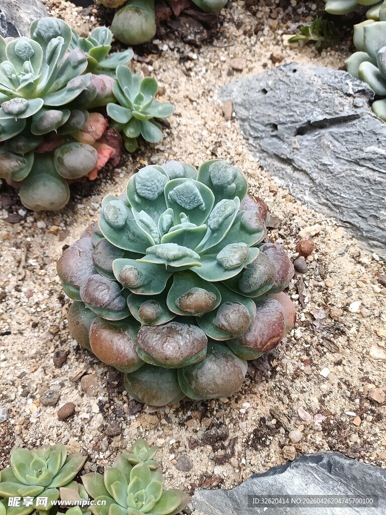 可爱多肉植物