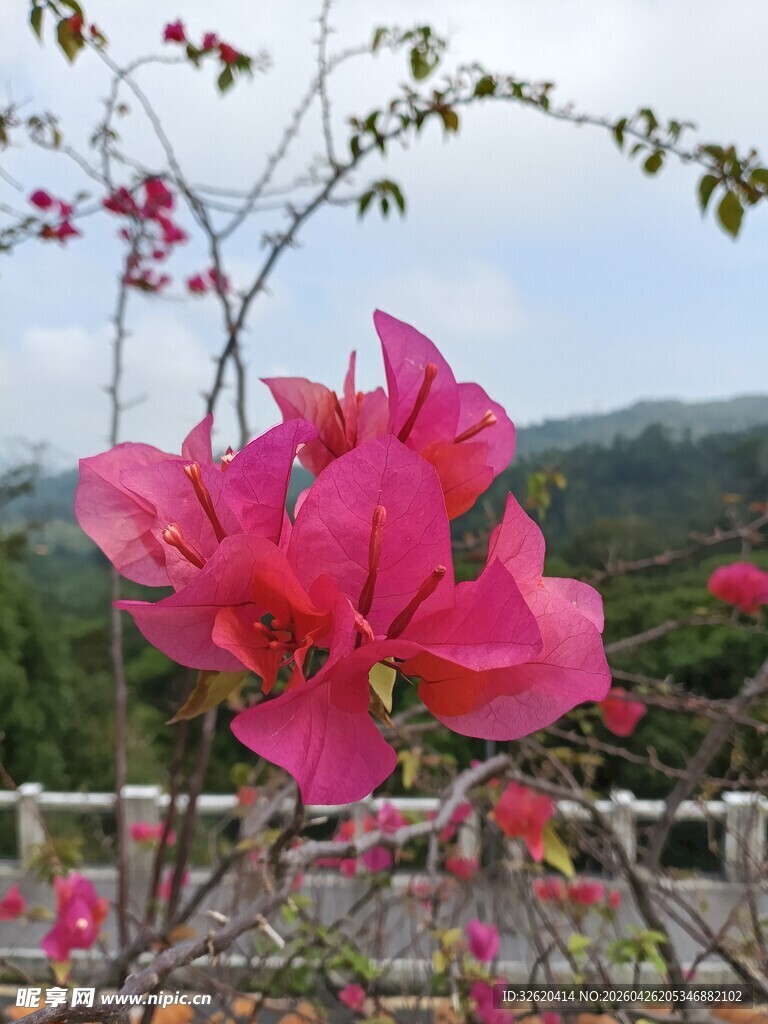娇艳三角梅绽放于户外