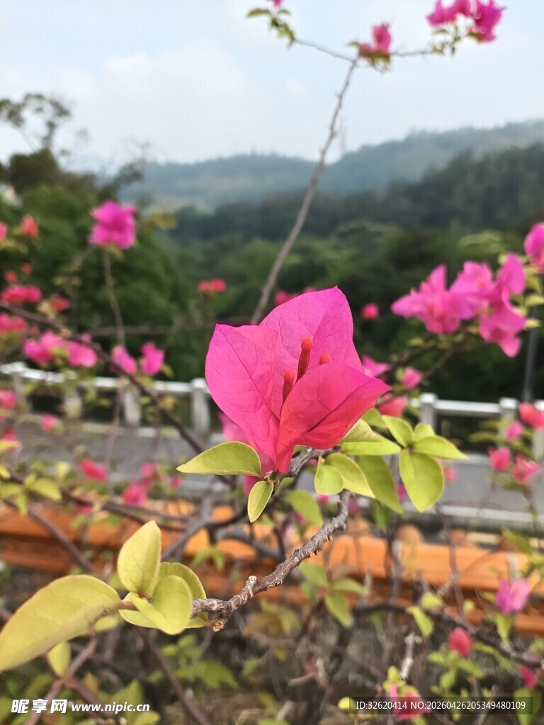 娇艳三角梅绽于美景间