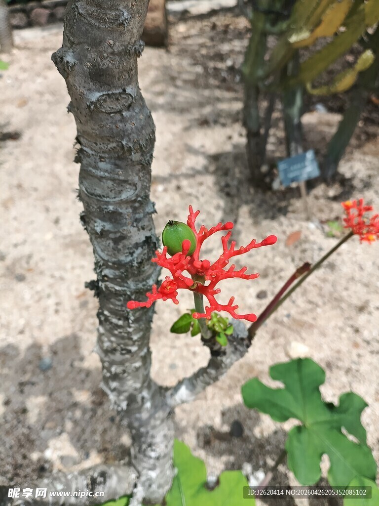 树干旁的艳丽红色花朵
