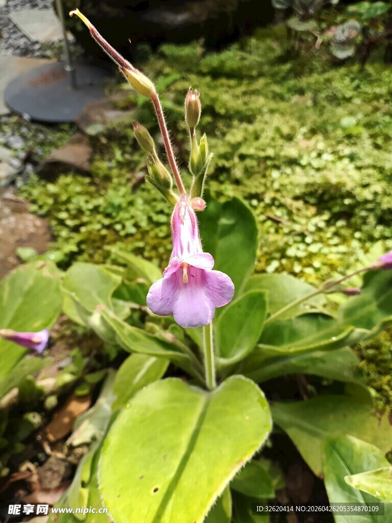 紫色单花绿植